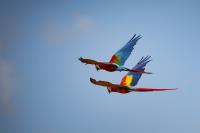 Synchronized Flight�